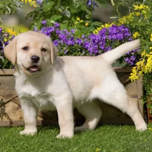 Dog - Yellow Labrador puppy Dog - Yellow Labrador puppy