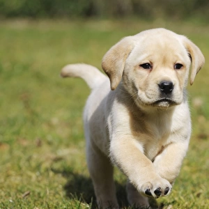 DOG. Yellow labrador puppy running on lawn