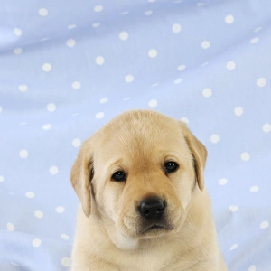 DOG. Yellow labrador puppy sitting on blanket