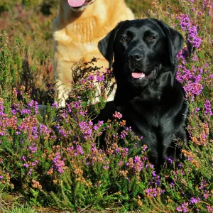 DOG. Yellow labrador sitting behind black labrador