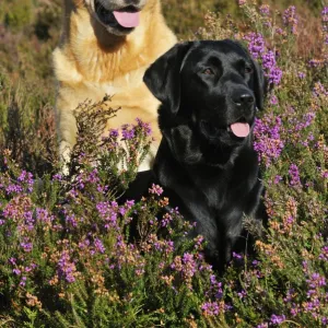 DOG. Yellow labrador sitting behind black labrador