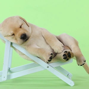DOG. Yellow labrdaor puppy laying in deckchair