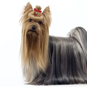 Dog - Yorkshire Terrier with bow in its hair
