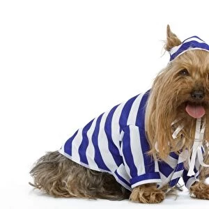 Dog - Yorkshire Terrier dressed up in blue and white stripey outfit