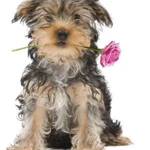 Dog - Yorkshire Terrier holdng rose in mouth Digital Manipulation: Rose (Su) Dog - Yorkshire Terrier holdng rose in mouth Digital Manipulation: Rose (Su)