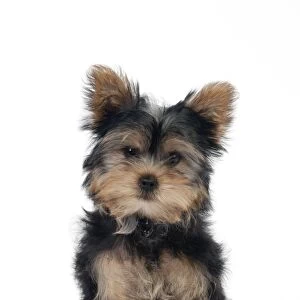 DOG - Yorkshire terrier puppy