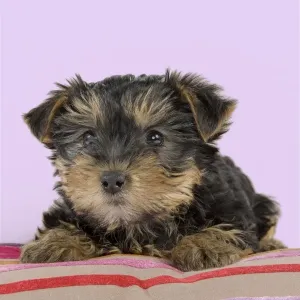 Dog - Yorkshire Terrier puppy - on cushion Manipulation: Background colour changed from white Dog - Yorkshire Terrier puppy - on cushion Manipulation: Background colour changed from white