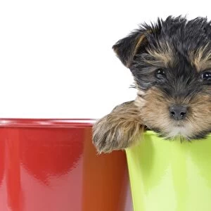 Dog - Yorkshire Terrier puppy - in flowerpot