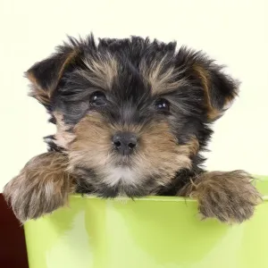 Dog - Yorkshire Terrier puppy - in flowerpot Manipulation: Background Colour changed from white Dog - Yorkshire Terrier puppy - in flowerpot Manipulation: Background Colour changed from white