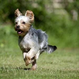 DOG - Yorkshire terrier running in garden