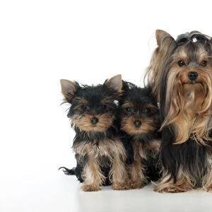 DOG - Yorkshire terrier sitting with two yorkshire terrier puppies