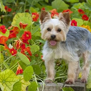 DOG - Yorkshire terrier standing on edge of plant box