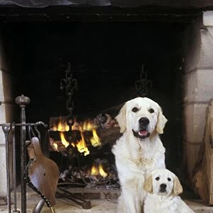 Dogl - Golden Retriever and puppy by open fire