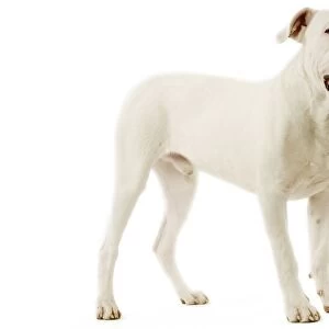 Dogo Argentino / Argentinian Mastiff - standing
