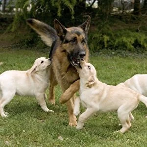 Dogs - Alsatian and Yellow Labrador puppies playing together