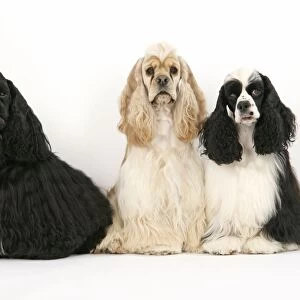 DOGS. Black, silver buff and black and white American cocker spaniels