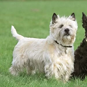 Dogs - Cairn Terrier and Scottish Terrier in garden