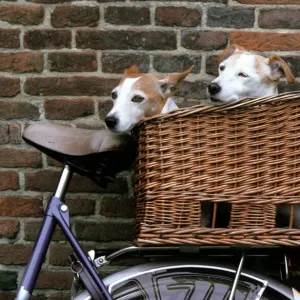 Dogs - Couple of Jack Russell Dogs in basket on bike