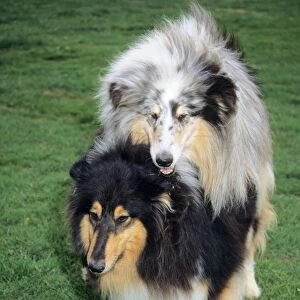 Dogs - mating