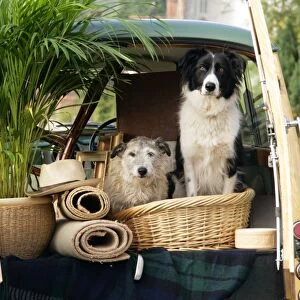 Dogs - in back of Morris Minor Traveller 1969 during house move