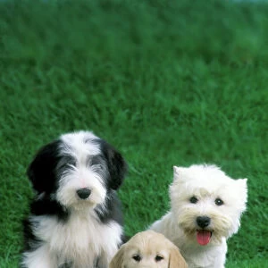 Dogs - Old English Sheepdog, Golden Retriever & West Highland Terrier puppies
