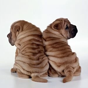 Dogs - Rear view of two Shar Pei Puppies sitting together