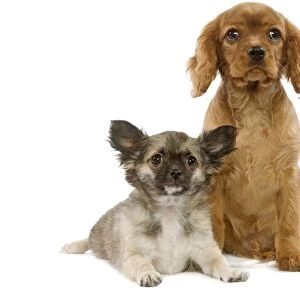 Dogs - Tibetan Spaniel and Cavalier King Charles puppies