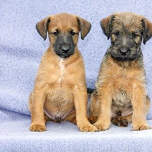 Dogs - Westfalia / Wetfalen Terrier Puppies - 2 puppies sitting together, Lower Saxony, Germany