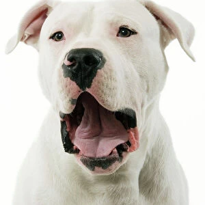 Dogue Argentino / Argentinian Mastiff - with mouth open