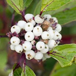 Dogwood Berries - Cornwall - UK