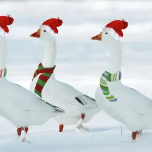 Domectic Geese - in snow - dressed in Christmas hats & scarves Digital Maniulation: added third Goose - Hats & scarves Su Domectic Geese - in snow - dressed in Christmas hats & scarves Digital Maniulation: added third Goose - Hats & scarves Su