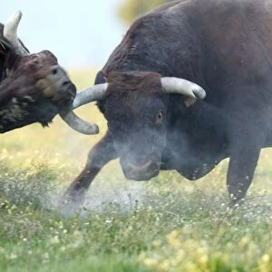 Domestic Bulls - two animals fighting on pasture, Alentejo, Portugal