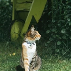 Domestic Cat - with collar bell & name tag