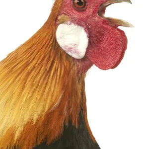 Domestic Chicken Dutch breed Close-up of head