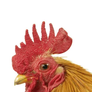 Domestic Chicken Rooster Peking Bantam breed