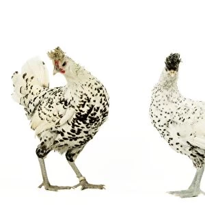 Domestic Chickens "Upper-crust Appelzeloise" breed