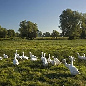 Domestic Geese - In field