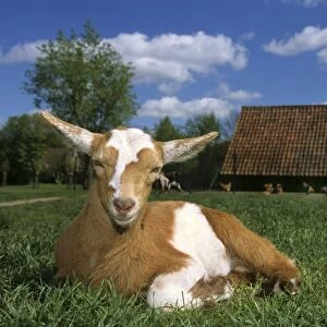 Domestic Goat Belgium