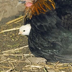 Domestic Hen - brooding chick under feathers - in hen shed - Lower Saxony - Germany