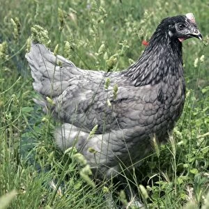 Domestic livestock - Chicken
