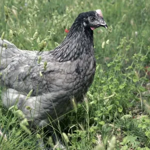 Domestic livestock - Chicken