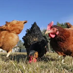 Domestic livestock - Chickens