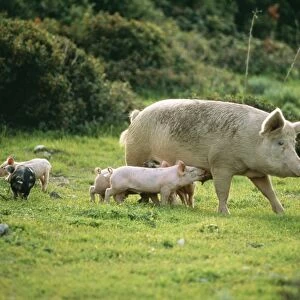 Domestic Pig USH 605 Sow with piglets, free-range husbandry. © Duncan Usher / ardea. com