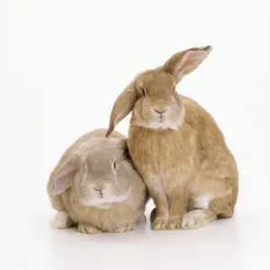 Domestic Rabbit