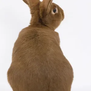 Domestic Rabbit - Fauve de Bourgogne in studio