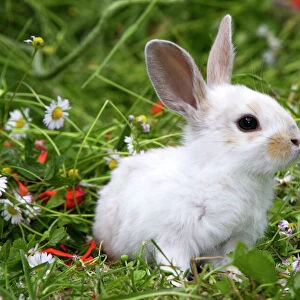 Domestic Rabbit - outside amongst daisies