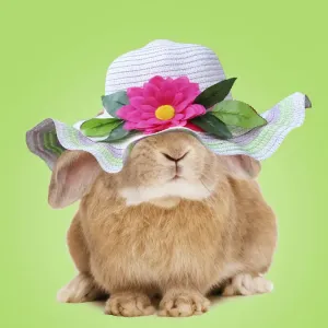 Domestic Rabbit - On spring green background Domestic Rabbit - On spring green background
