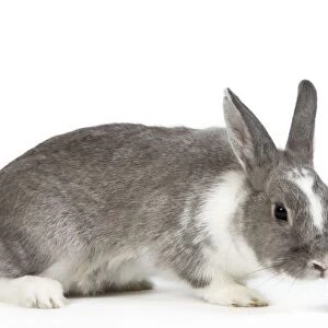 Domestic Rabbit - in studio sniffing brocoli
