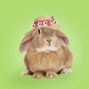 Domestic Rabbit - wearing straw hat with daisies. Digital Manipulation: colour background, hat & daisies (SU)