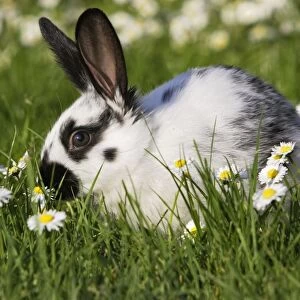 Domestic Rabbit - young in daisies